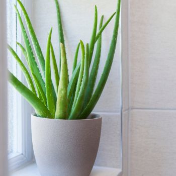 Aloe verra décorative pour sa salle de bain